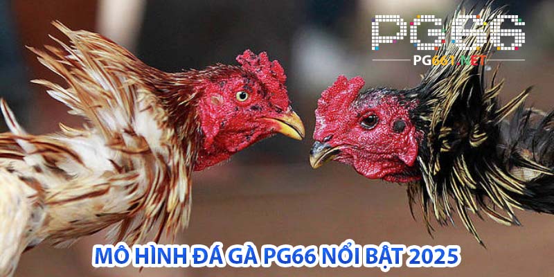 mô hình đá gà pg66 nổi bật 2025