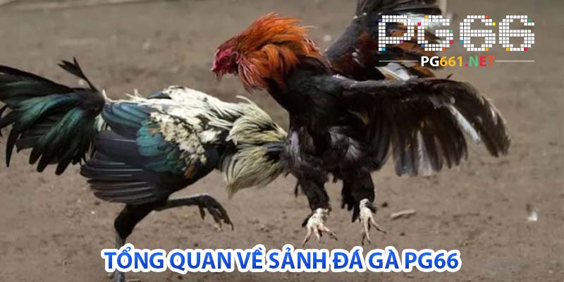 tổng quan về sảnh đá gà pg66