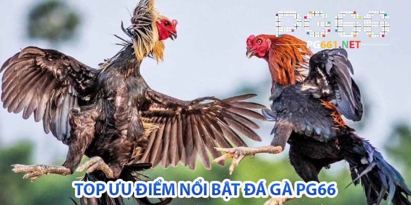 top ưu điểm nổi bật đá gà pg66